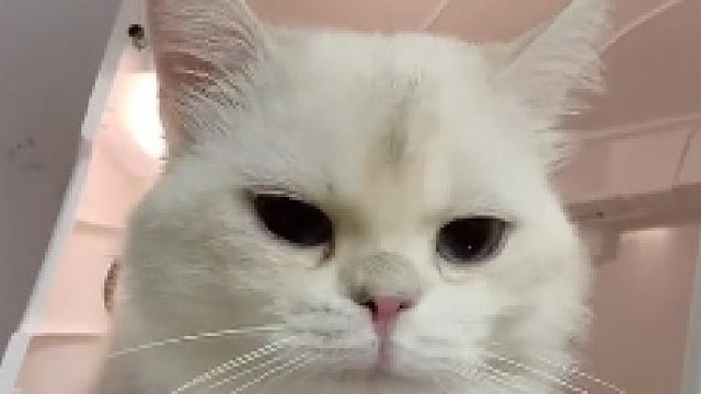 如果我陪它演一演 是不是能拉近彼此距离