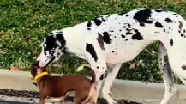 来自狗妈妈的母爱，一直延续到孩子长大！但该放手就放手吧，看把它疼的