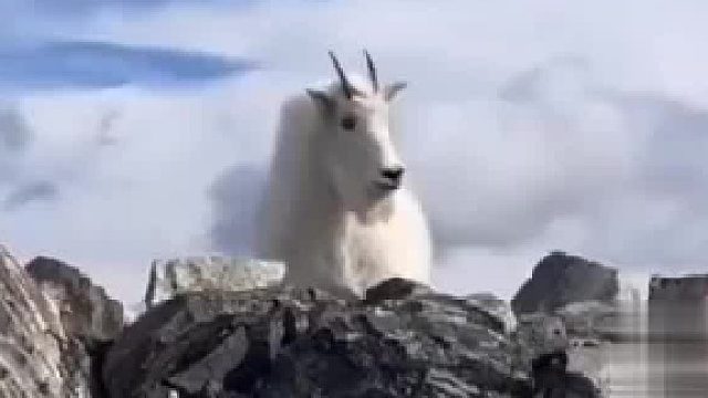 探险家在海拔4000米偶遇雪羊！见者好运