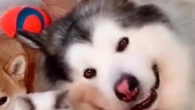 怎么差别这么大