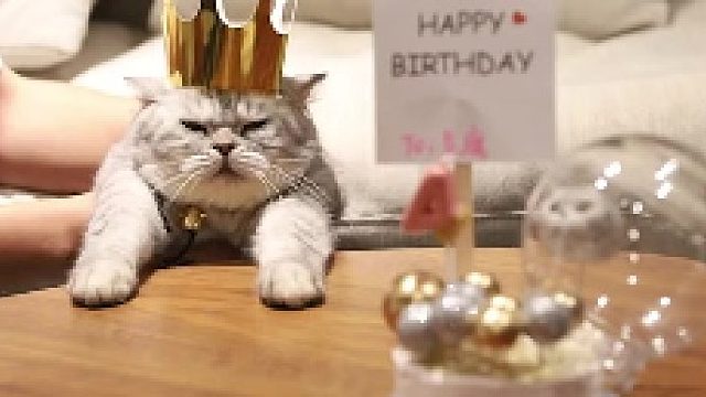 豆腐4岁了，希望你可以一直陪着我