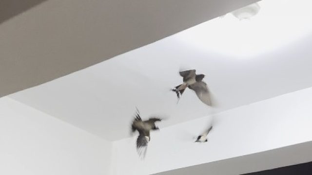 一大早推开门，楼道里居然有一大群家燕横冲直撞，吓我一跳！还以为是一群蝙蝠呢