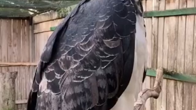 猫头鹰太可爱了