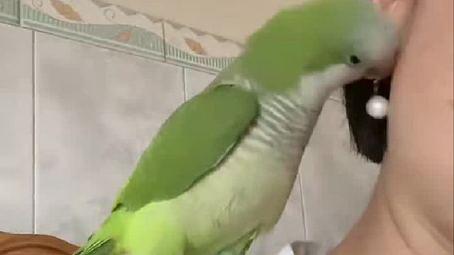 这小鸟天天就喜欢摘耳环，这动作行云流水