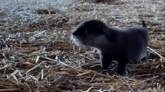 大叔在农场发现一只迷路的小可爱，代为照顾没想到比狗还粘人