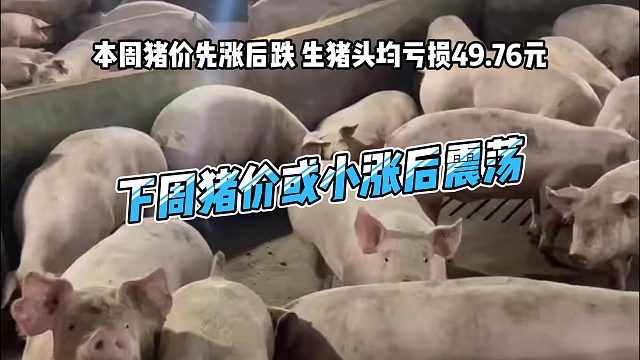 本周猪价先涨后跌 生猪养殖头均亏损49.76元 下周气温下降猪价可能小涨后震荡#猪价行情#猪价分析