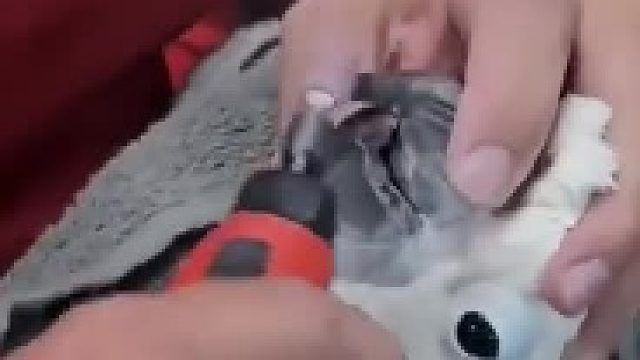 修剪鹦鹉过度生长的喙，鹦鹉似乎很不开心呢