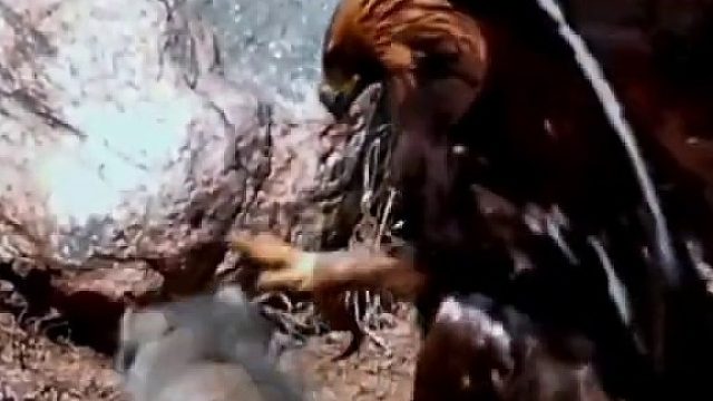 金雕以为是兔子，扑下来一看是兔狲，撤