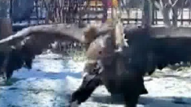 秃鹫雪地撒欢走出魔性步伐