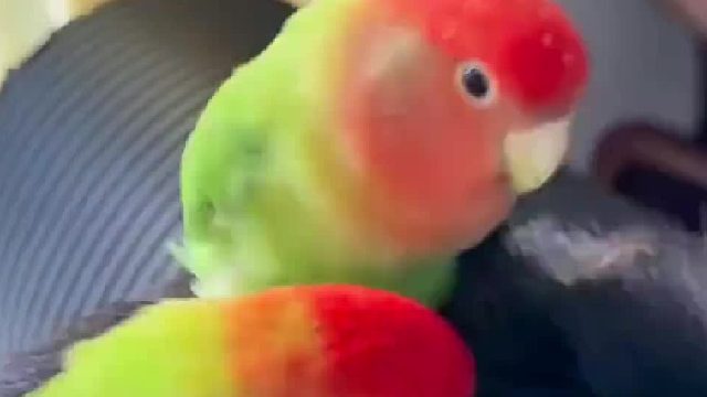 很快头顶就生了两窝蛋