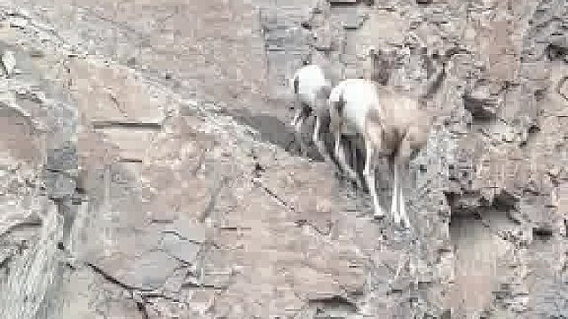 大角羊利用悬崖来躲避凶猛的狼