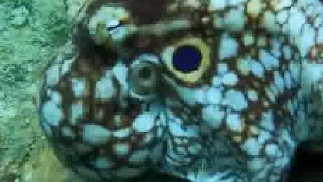 令人难以置信的章鱼将自己伪装成更大海洋生物头部的例子