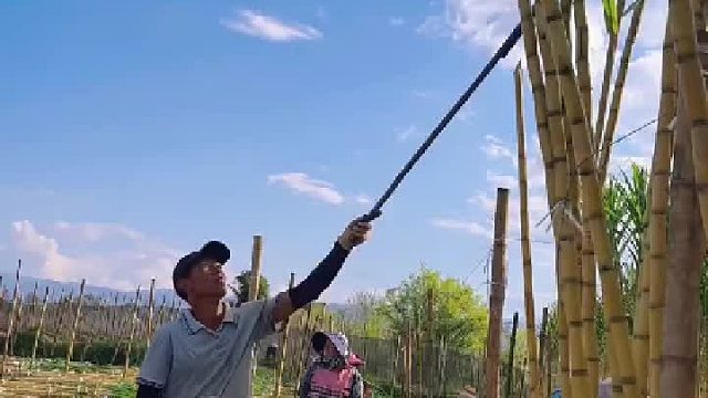 这种甘蔗比紫皮的好吃