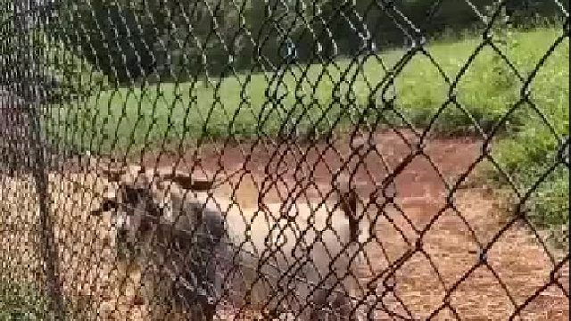 这是一只被狗带大的山羊，说着一口流利的外语