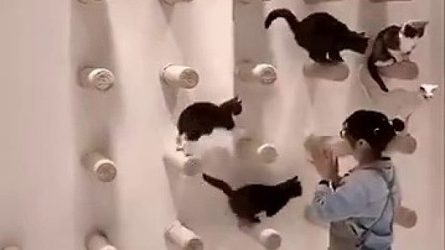 这是怎么训练的，喵喵也太听话了吧