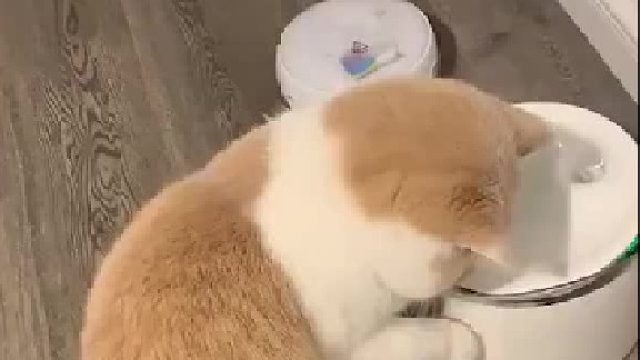 这是猪还是猫？