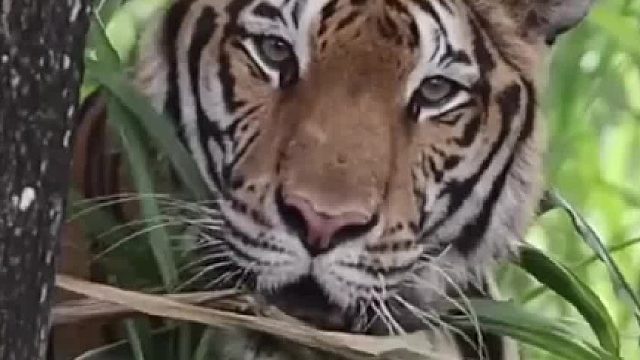 老虎为奴15年供游客合影，被救到保护区后，她第一次感受到自然的亲切，秒变小猫咪