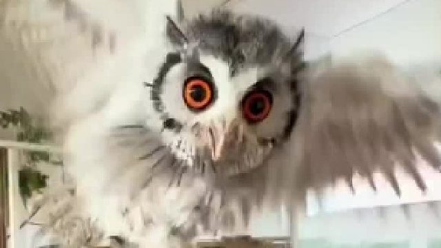 小猫头鹰如此可爱……