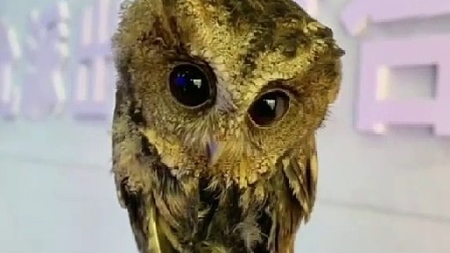 猫头鹰进派出所吃饭卖萌还让喂