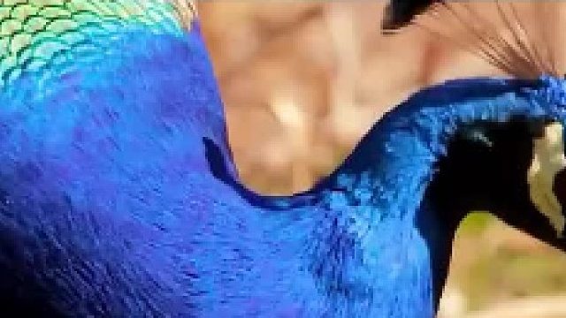 第1集 同样都是孔雀 ，为啥差别那么大？？