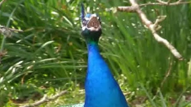 第2集 同样都是孔雀 ，为啥差别那么大？？