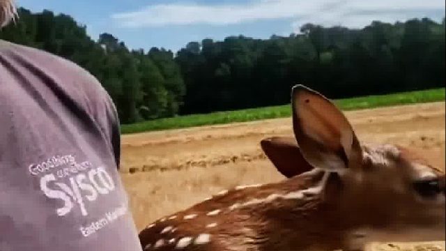 受伤遇险的小鹿被好心老夫妇救养，痊愈后多次回来探望临别一跪尽显感恩之情