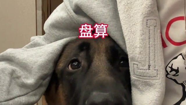 帮我看看我午餐肉上哪了？