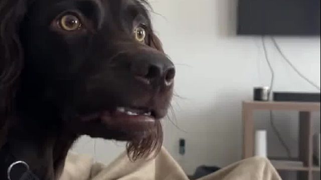 抚慰犬：“这是人能发出来的声？？？”