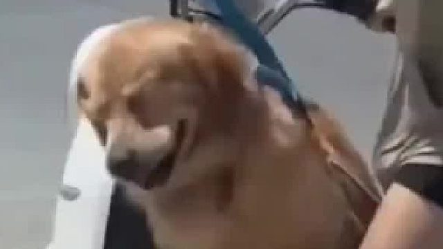 狗子坐电动车冲着对面狂吠，结果被美女主人一顿揍