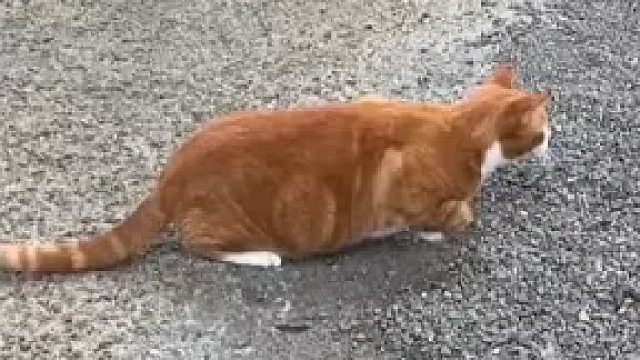 耗子没想到啊，自己刚出门，就成了人家的，盘中餐了，唉，…