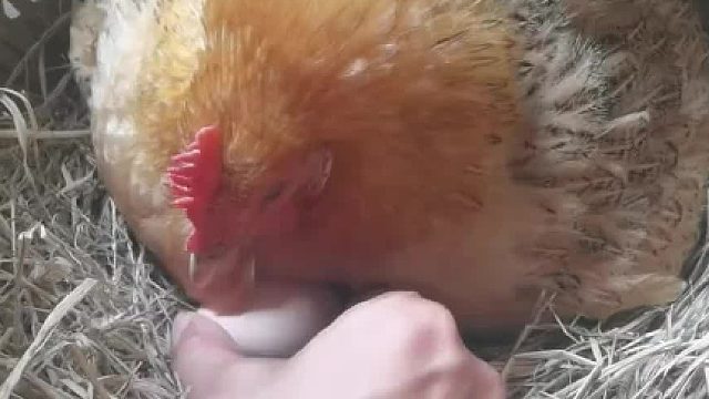 来了来了他又来了！