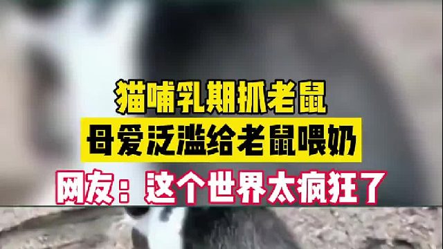 猫哺乳期抓老鼠 母爱泛滥给老鼠喂奶 网友：这个世界太疯狂了