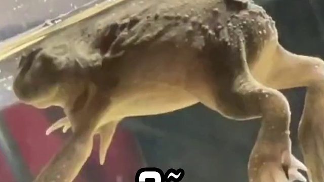 谁家好蛙这么游 蛙泳教练沉默了