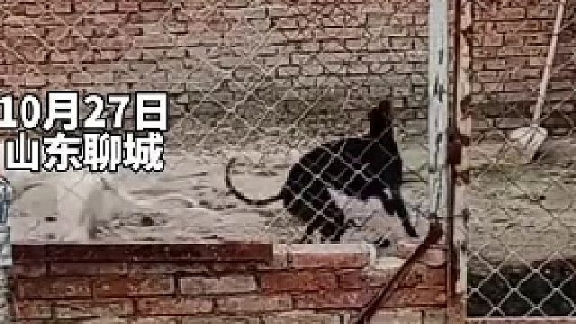 已卖101次，次次成功回归！