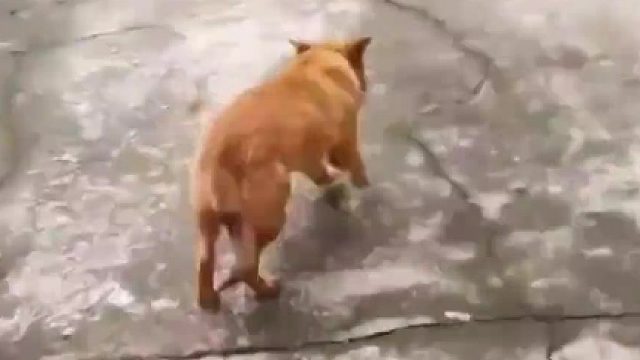 这咋回事？直了？