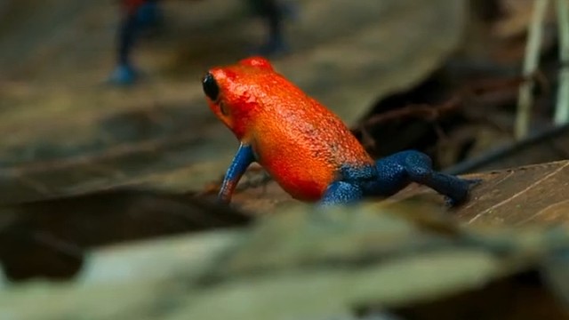 硬币大箭Du蛙，Du液全是吃螨和蚂蚁出来的。