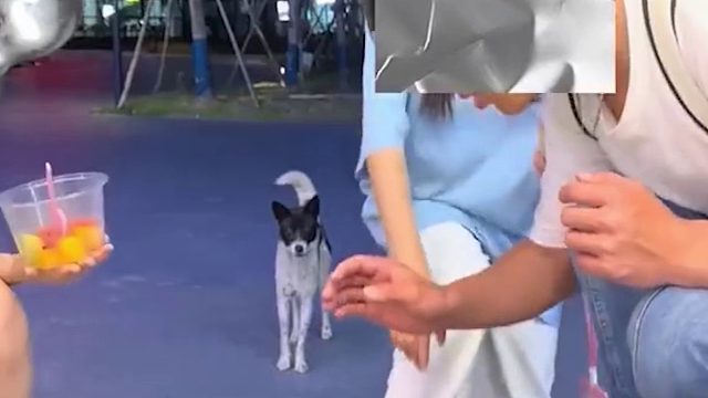 狗狗我也好羡慕别的狗狗，也好想和他们一起玩啊#狗狗#流浪狗#感人#孤独