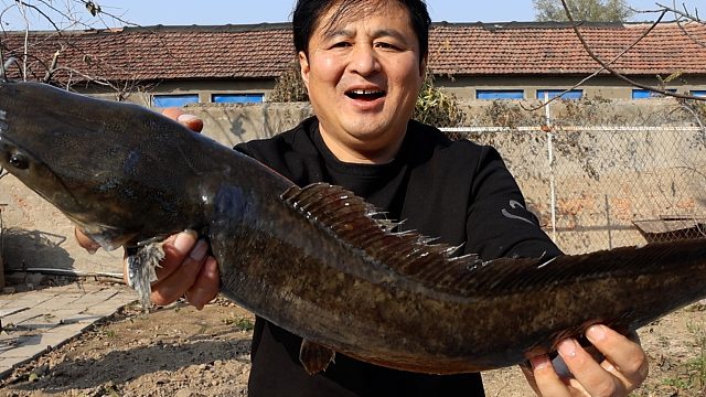 赶集买了两条大鲶鱼，做个鲶鱼火锅，肉质细嫩，麻辣鲜香，真美味