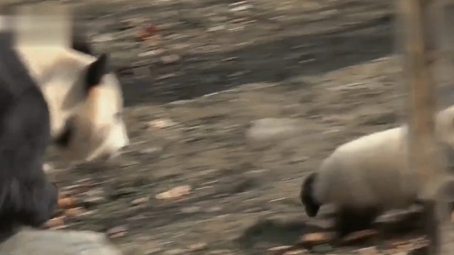 滚滚团子们的欢乐日常