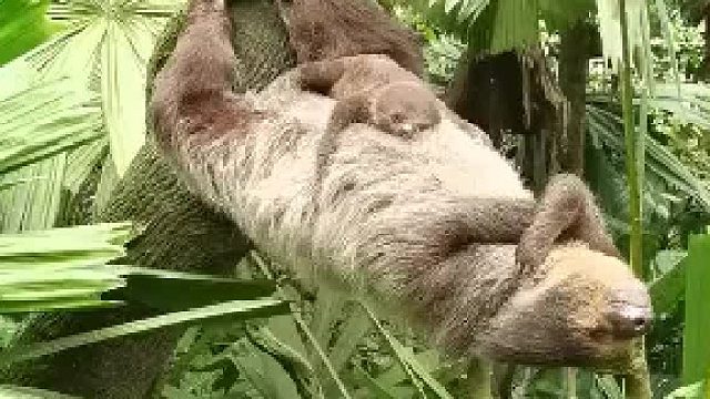 闪电妈妈和她的孩子正在睡觉