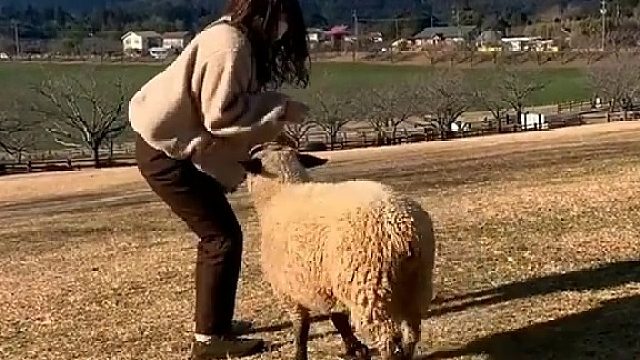 一妹子穿着羊羔绒外套去看小羊，结果……