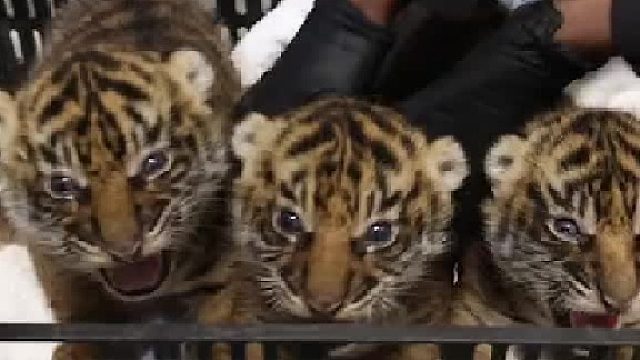 放开那三只小虎皮卷让我来