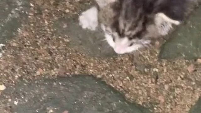 好羡慕捡猫体质的人