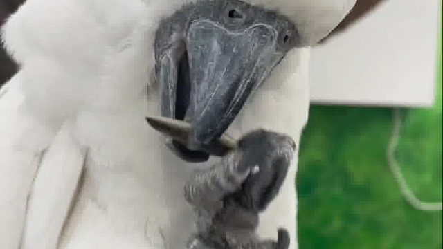 这嘴法真厉害！