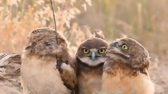 别的鸟儿：它身上的天线好拉风啊