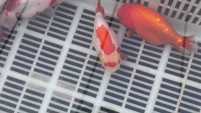 兰寿金鱼 爆红款