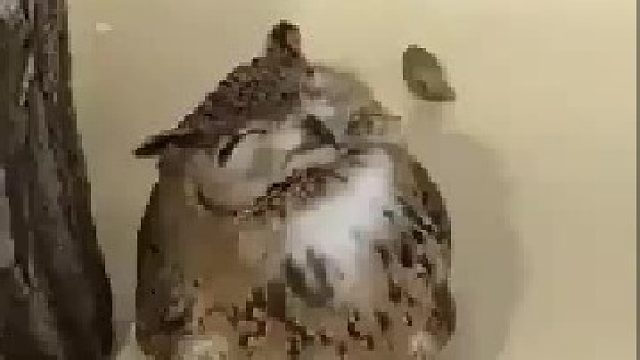 打困中的猫……头鹰