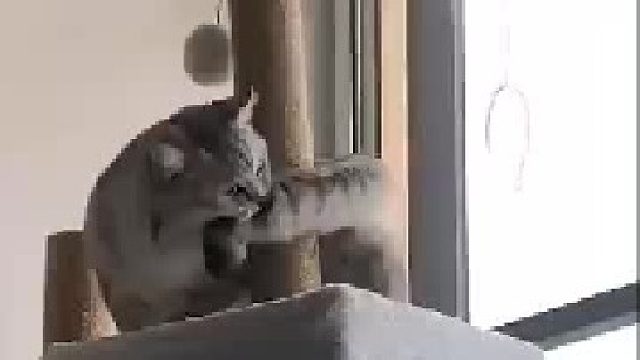 猫：可算让我逮到你了