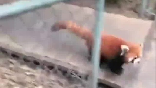 你要再逗我！我就站起来打你！