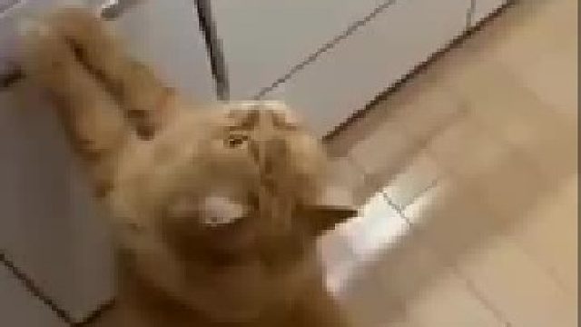 如何给猫咪喂药！吃完药还把水喝了，太乖了吧